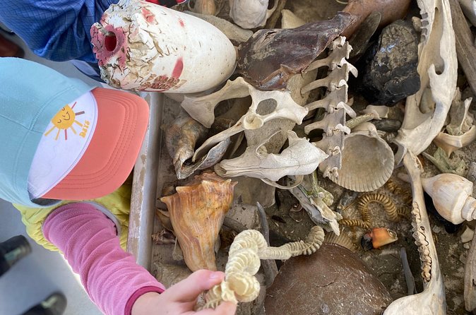 Bulls Island Ferry Adventure - Practical Tips for the Bulls Island Ferry Adventure