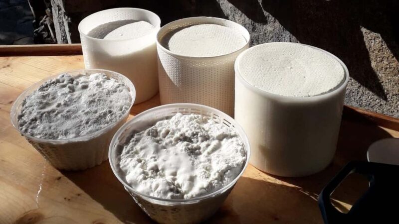 Burgos: Sardinian pecorino cheese workshop - Meeting the Animals on the Sardinian Farm