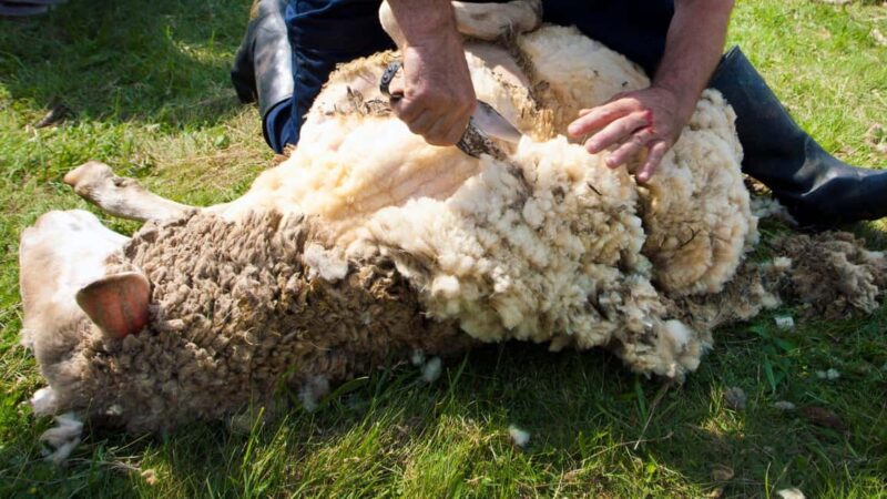 Burgos: sheep shearing experience - The Experience Provider: Escursì