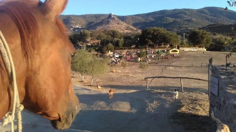 Burgos: visit to a farm with tasting - What the Farm Tour Explores in Sardinian Agriculture