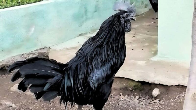 Burgos: visit to a farm with tasting - Unique Reproduction of the Goceano Mountain Range