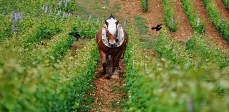 Burgundy Vineyards: Luxury Private Tours - Burgundy Vineyards: A 7-Hour Art of Wine Discovery