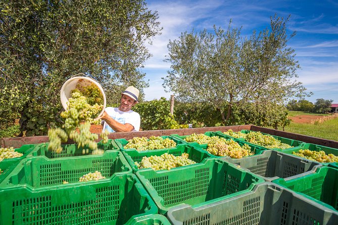 Burgundy Wine Tasting Small-Group Tour in Chablis from Paris - The Guide: Knowledgeable, Personable, and Engaging