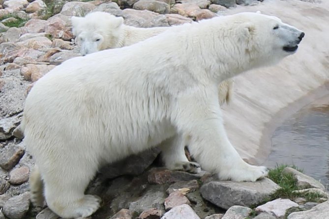 Bus to Ranua Zoo from Rovaniemi - Comfortable and Efficient Shuttle Service from Rovaniemi