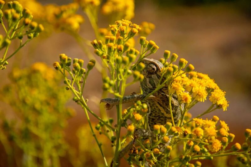 Buskett Woodlands and Dingli Cliffs Private Nature Tour - Discovering Gar il-Kbir and Its Mysterious Pathways