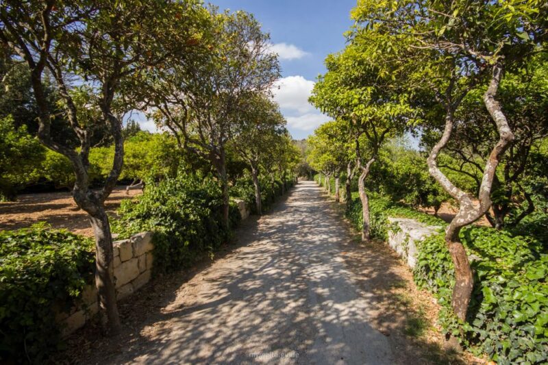 Buskett Woodlands and Dingli Cliffs Private Nature Tour - Who Will Appreciate This Tour Most?