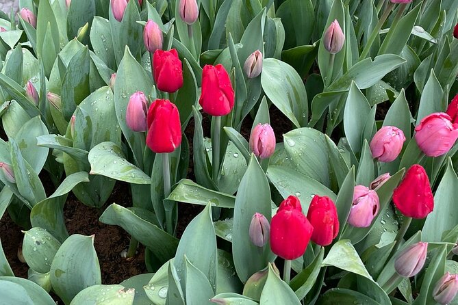 Butchart Gardens Spring & Summer Bloom Highlights (1-6pax) - Key Points