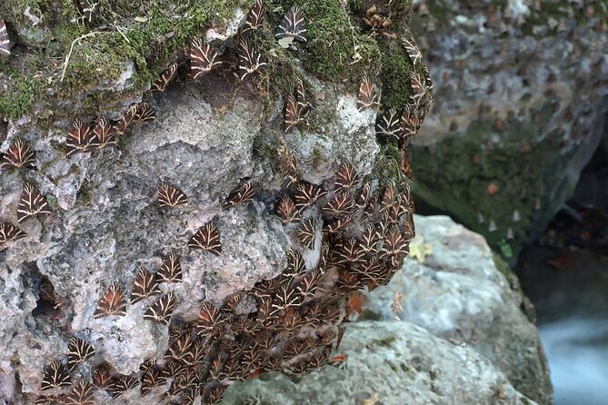 Butterflies Valley & Chalki from Rhodes - Flexible Cancellation and Weather Considerations