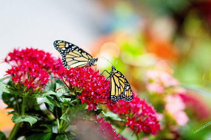 Butterfly Experience Nature Park Admission - What Makes the Butterfly Experience Unique in Puerto Vallarta