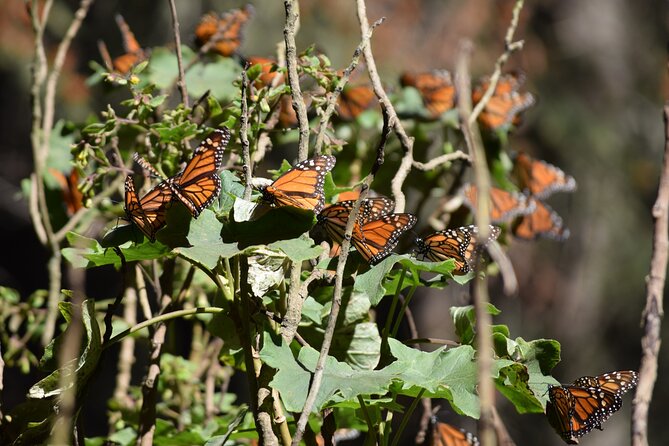 Butterfly Monarch Tour from Mexico City - Key Points