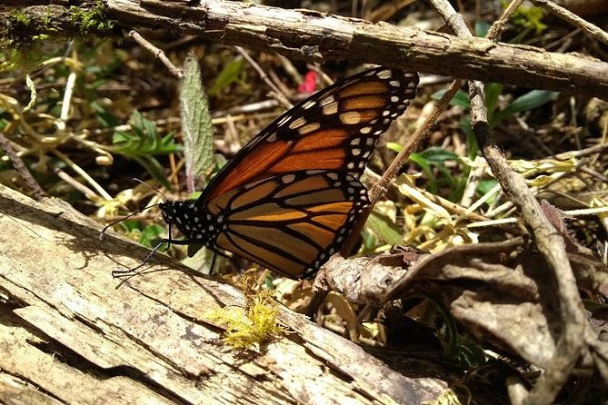 Butterfly Monarch Tour from Mexico City - Meeting Point and Departure Details in Mexico City