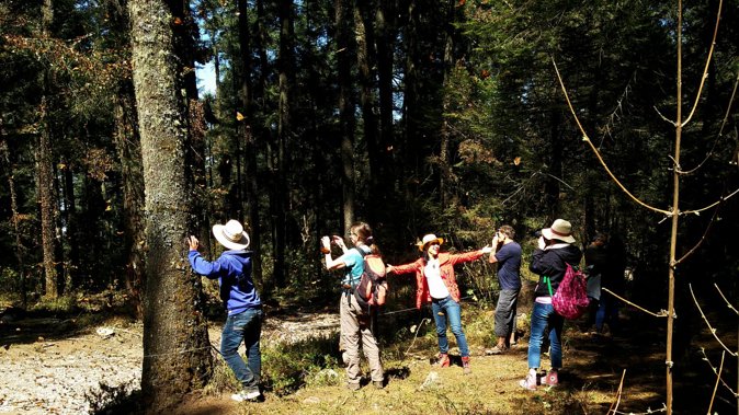 Butterfly Monarch Tour from Mexico City - The Scenic Mountain Environment