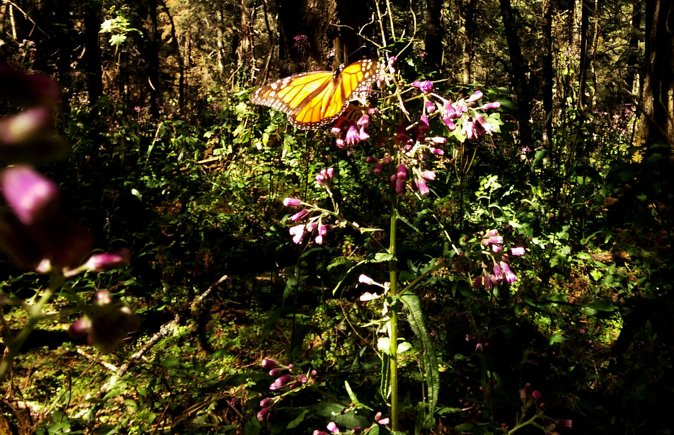 Butterfly Monarch Tour from Mexico City - Guides, Service, and Customer Satisfaction