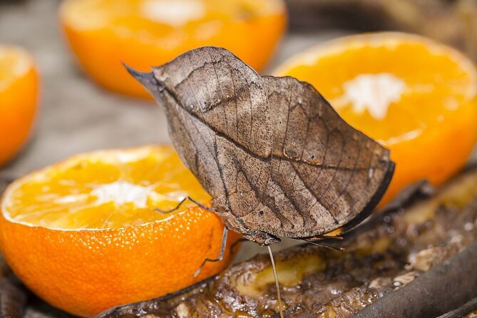 Butterfly Sanctuary and Lunch Experience with Transport - Discover the Butterfly Sanctuary and Lunch Tour in Puerto Vallarta