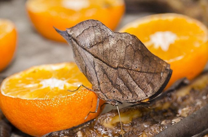 Butterfly Sanctuary and Lunch Experience with Transport - Enjoying a Traditional Mexican Lunch: A Taste of Local Heritage