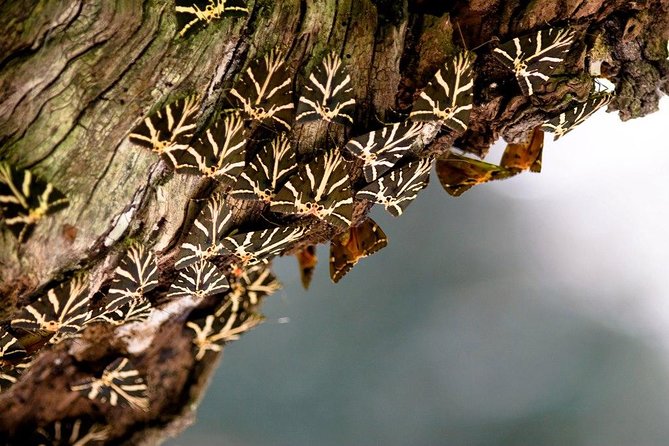 Butterfly Valley & Wine, Olive Oil, Honey Tasting Tour (Small Group) - Key Points