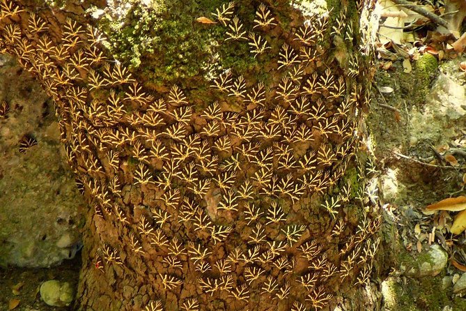 Butterfly Valley & Wine, Olive Oil, Honey Tasting Tour (Small Group) - The Scenic Drive and Group Size