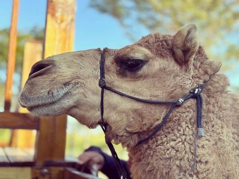 By Brother's Park: 1Hr ATV Ride, Park Entry, Pizza & Drink - Thrilling 1-Hour ATV Ride Through Scenic Trails