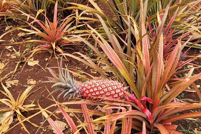 Byodo Temple and Waimea Botanical Garden Tour - Lunch at Nico’s Pier 38 and Downtown Honolulu Highlights