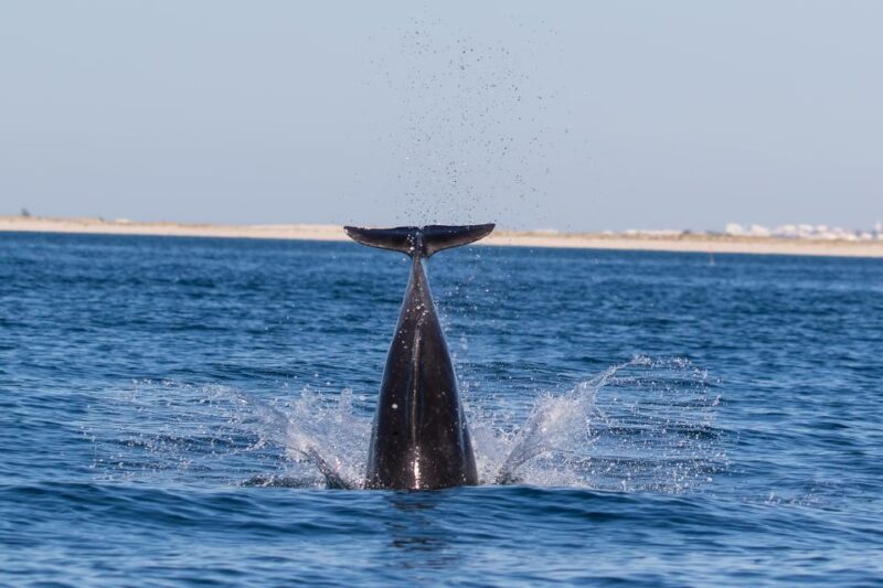 Cabanas de Tavira: Dolphin Watching Boat Tour - Cabanas de Tavira as the Departure Point for Dolphin Watching