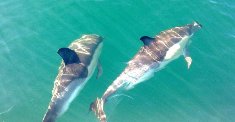 Cabanas de Tavira: Dolphin Watching Boat Tour - The Experience of Spotting Wild Dolphins