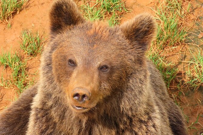 Cabarceno Natural Park Visit - Transportation and Pickup in Santander