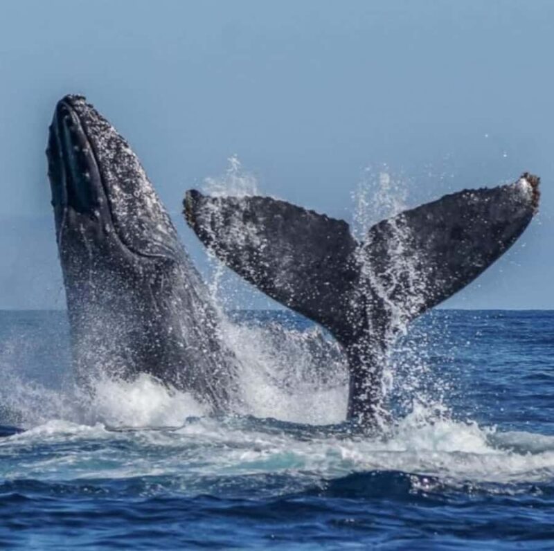 Cabo: Arch, Whales, Snorkel Tour - Food & Drinks 1-20 people - Accessibility and Practical Tips