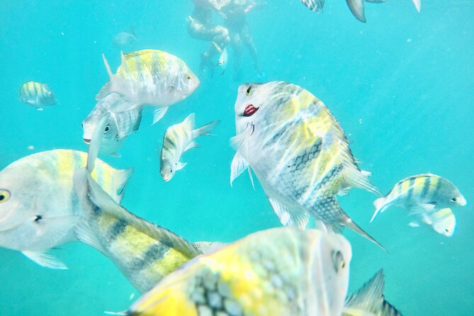 Cabo Blue Snorkeling Cruise, Open Bar and Lunch in Cabo San Lucas - Discover the Cabo Blue Snorkeling Cruise: An All-Inclusive Water Adventure in Cabo San Lucas