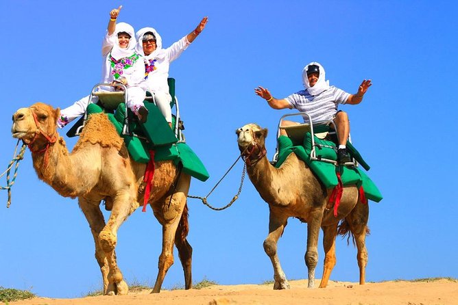 Cabo Camel and Safari Ride - Exciting Beach Camel Ride with Tacos and Tequila Tasting in Cabo San Lucas