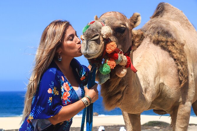 Cabo Camel Ride Experience - From the Arrival at Playa Migrino to the Camel Introduction