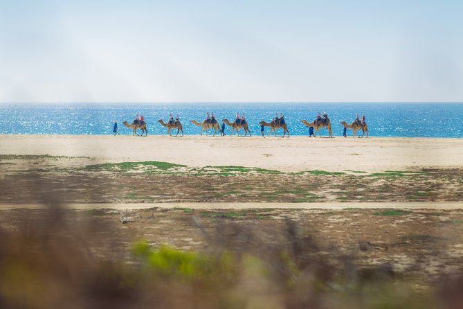 Cabo Camel Ride, Mexican Buffet and Tequila Tasting - Tasting Mexico’s Spirit: Tequila and More