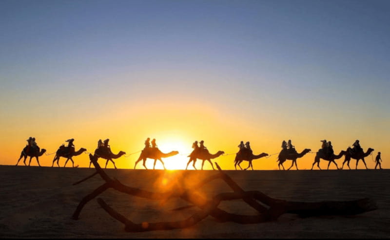 Cabo: Camel Safari Adventure with Tacos - Key Points