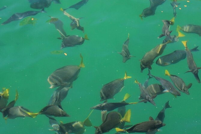 Cabo Catamaran  Snorkeling Tour & Coastal Views - Snorkeling at Santa Maria Bay and Marine Life