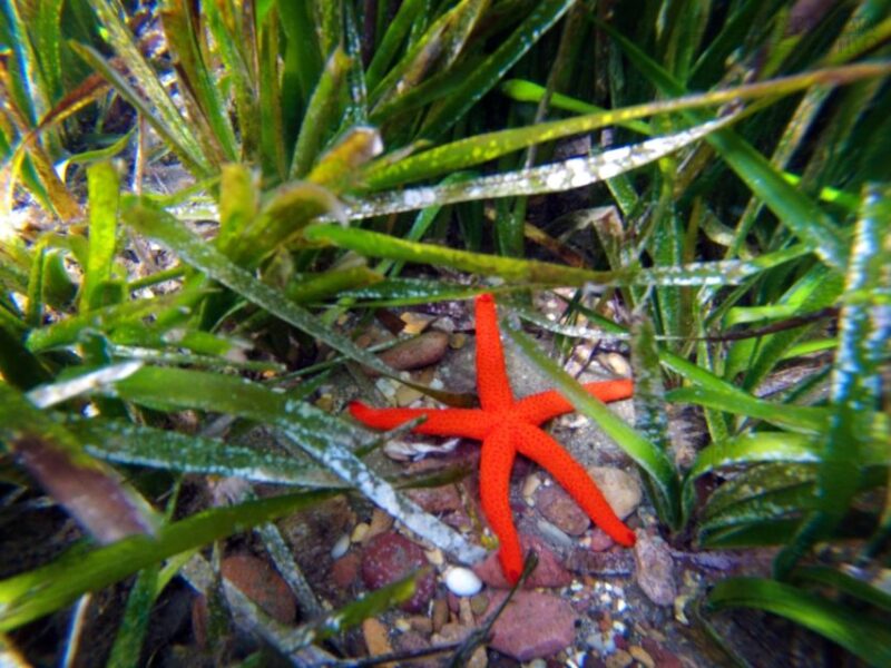 Cabo de Gata: Natural Park Kayaking and Snorkel Excursion - Physical Requirements and Preparing for the Tour