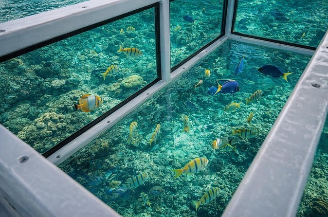 Cabo Glass Bottom Boat Arch Tour for Cruise Passengers - Marine Life Viewing Through Glass Panels