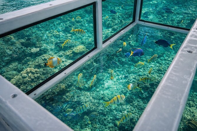 Cabo Glass Bottom Boat Arch Tour for Cruise Passengers - How This Tour Compares to Similar Experiences