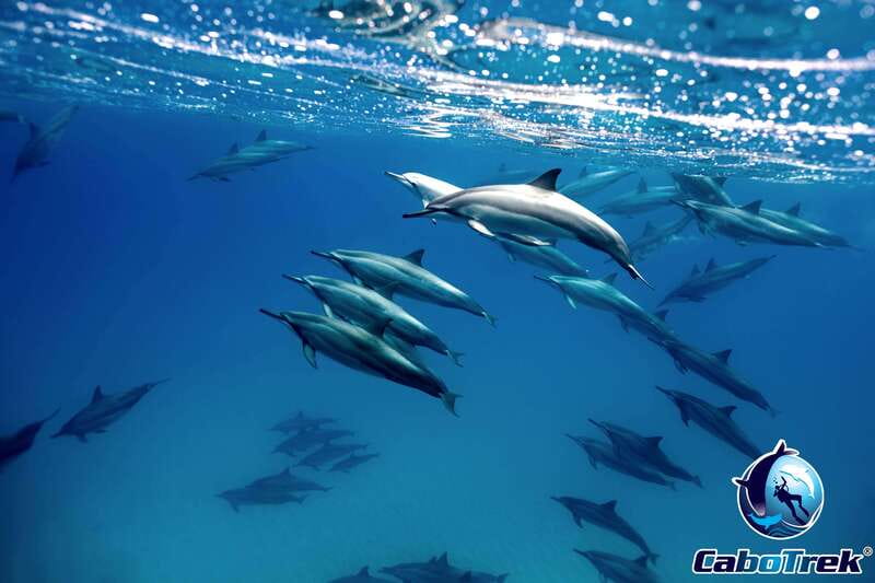 Cabo Ocean SAFARI - Key Points