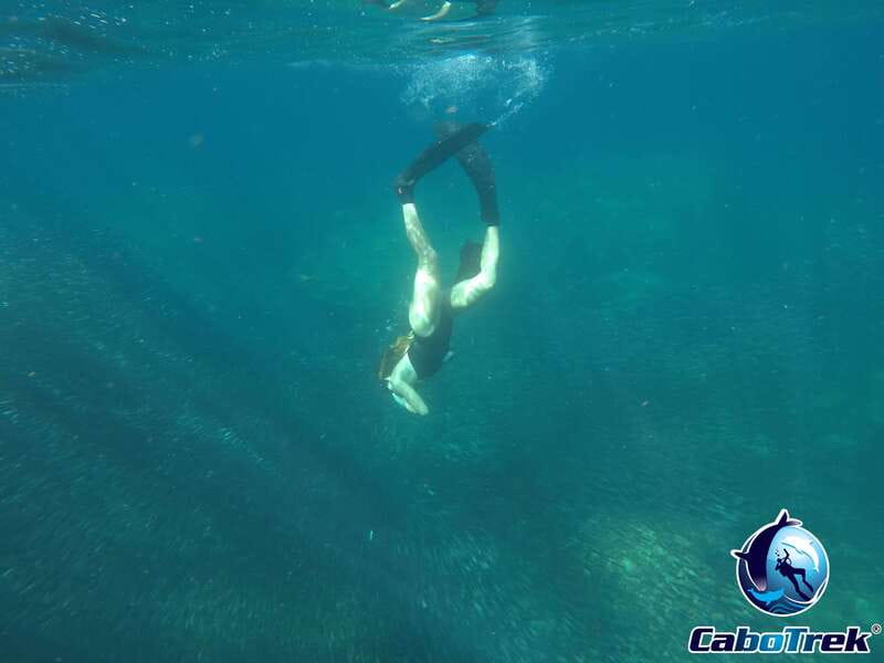 Cabo Ocean SAFARI - Seasonal Marine Sightings and Surprises