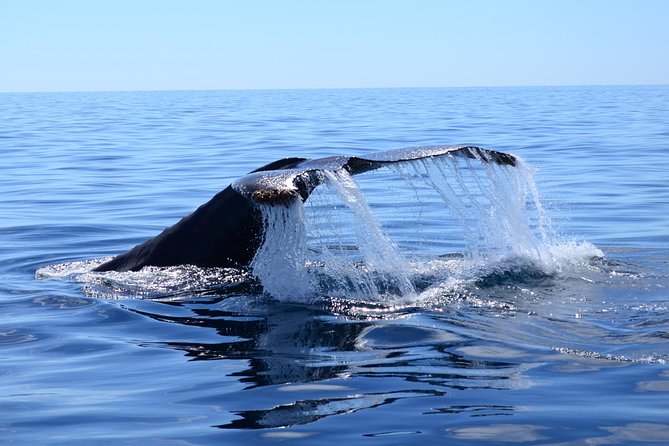 Cabo Private Whale Watching Tour - Incl FREE photos - The Benefits of a Private, Marine Biologist-Led Tour in Cabo