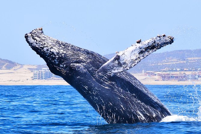 Cabo Private Whale Watching Tour - Incl FREE photos - Free Photos and How They Enhance the Experience