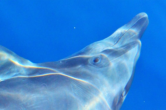 Cabo Private Whale Watching Tour - Incl FREE photos - Meeting Points and Logistics