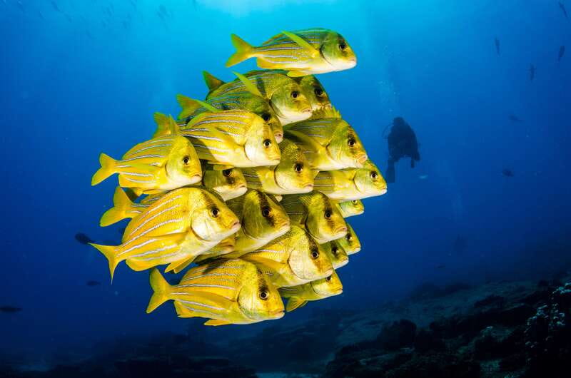 Cabo Pulmo Marine Park: Scuba Diving Excursion - Practical Details: Logistics, Equipment, and Fees