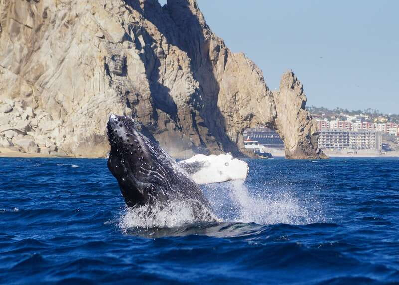 Cabo San Lucas: 2.5-Hour Whale Watching Tour - Exciting Whale Watching in Cabo San Lucas for $109
