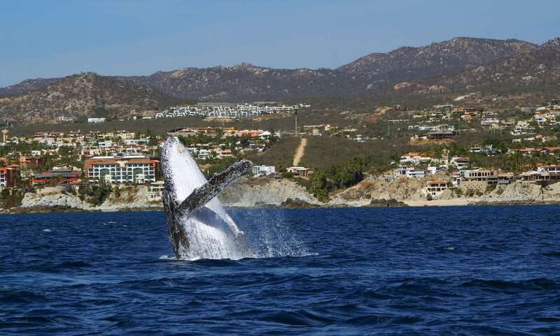 Cabo San Lucas: 2.5-Hour Whale Watching Tour - The 2.5-Hour Itinerary and Main Features