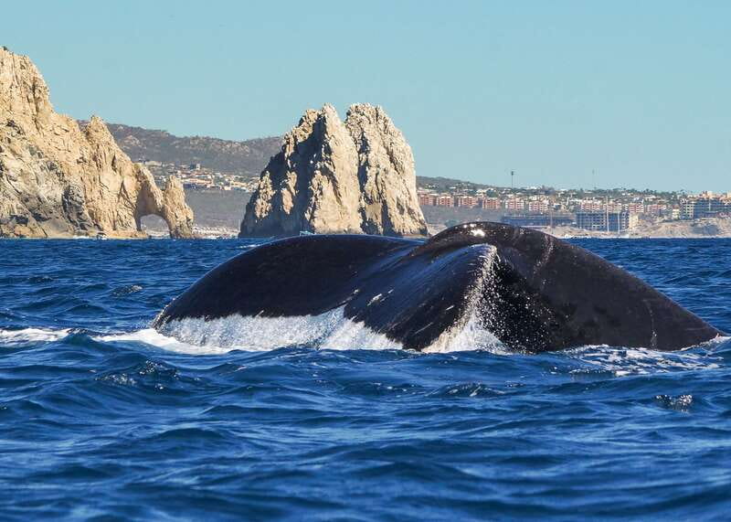 Cabo San Lucas: 2.5-Hour Whale Watching Tour - What You Can Expect from the Encounter with Whales