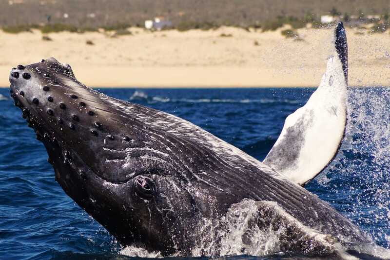 Cabo San Lucas: 2.5-Hour Whale Watching Tour - Review Highlights: Knowledge, Respect, and Enjoyment