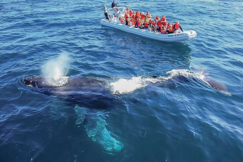 Cabo San Lucas: 2-Hour Whale Watching Adventure - Key Points