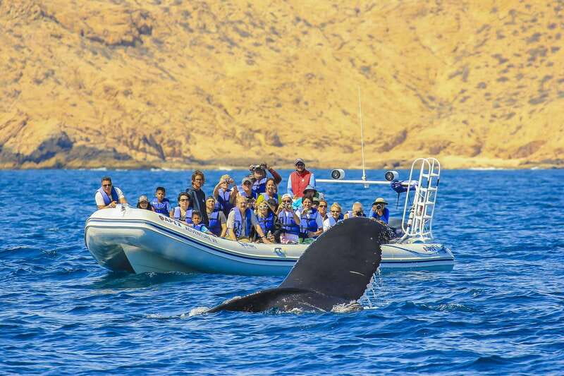 Cabo San Lucas: 2-Hour Whale Watching Adventure - Listening to Whales with Hydrophone Technology