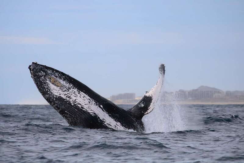 Cabo San Lucas: 2-Hour Whale Watching Adventure - Logistics and Group Size: Small, Intimate Tours