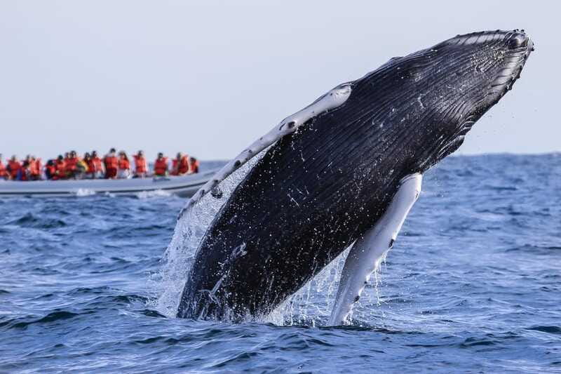 Cabo San Lucas: 2-Hour Whale Watching Adventure - The Experience Guides and Educational Value